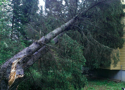 Intervention d'urgence : arbre cassé, accident...