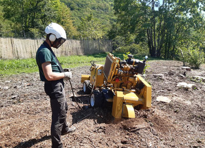 Elagage Rognage souche d'arbre