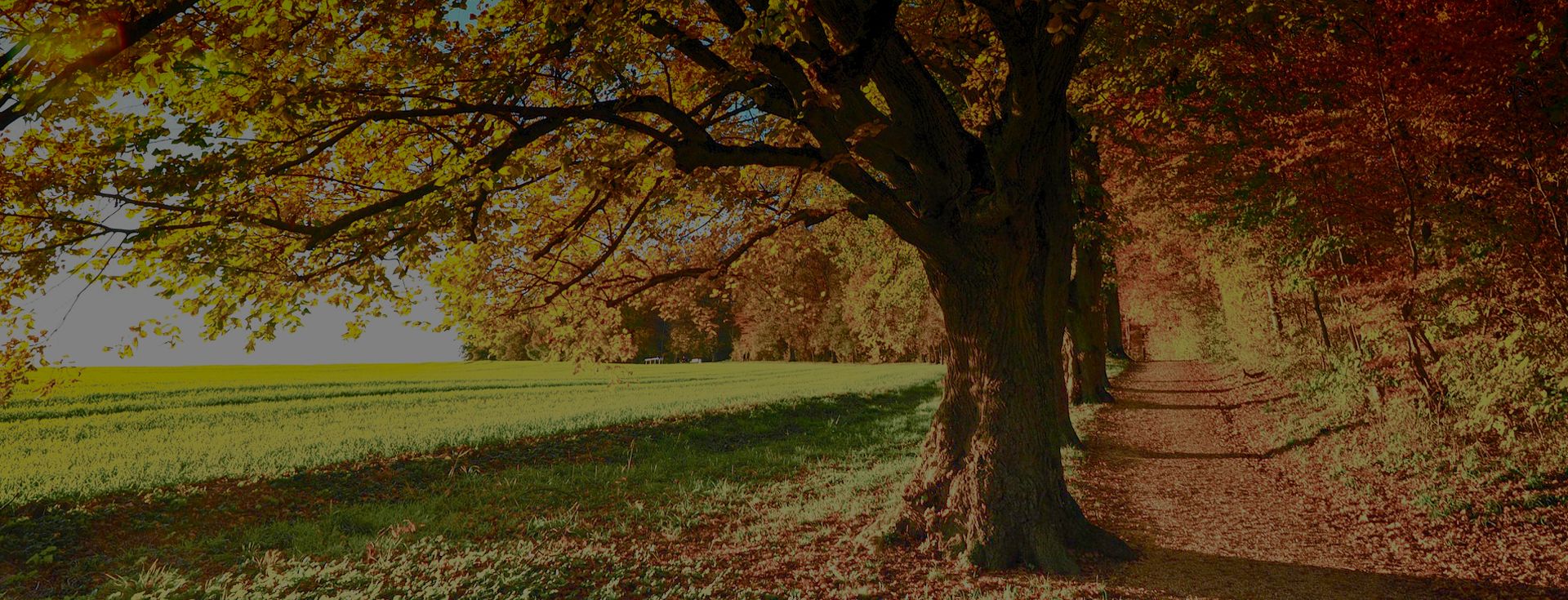 Ruphy Elagage Haute-Savoie, arboriste grimpeur qualifié. Taille, abattage, plantation